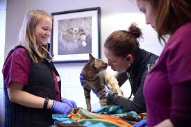 Vaccination packages & prices effective 12/1/2020. When Penn Vet Offers Shots Philly S Finest Furriest Friends Show Up Penn Today