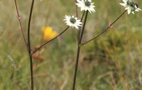 Image result for Alepidea