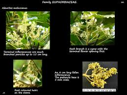 Image result for Aleurites