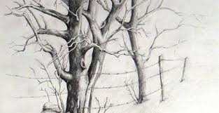 I will show you how to draw realistic. Pencil Drawing Of Trees Fine Art Blogger
