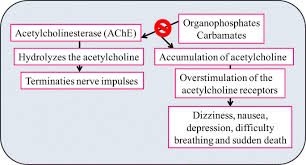 This may occur during surgery or as a result of a serious accident. Pesticides As The Drivers Of Neuropsychotic Diseases Cancers And Teratogenicity Among Agro Workers As Well As General Public Springerlink