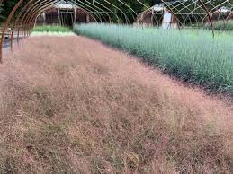 Image result for Eragrostis moggii
