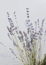 Natural French Lavender Dried Flower Bundle 14 Tall Dried Flowers Lavender Aesthetic How To Preserve Flowers