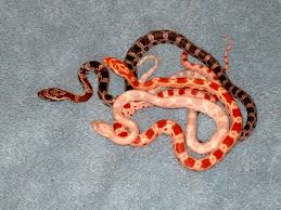 Black And White Checkered Snake Texas Baby Corn Snakes By Leopardqueen On Deviantart Pet Snake Corn Snake Snake