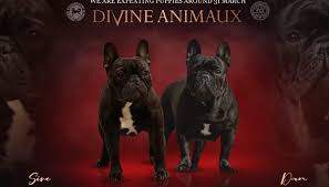 ADEL Golden Verni Vergo