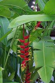 Heliconia Plant Care How To Grow Lobster Claw Flowers Heliconia Plant