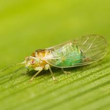 Image result for Ypsilopus liae