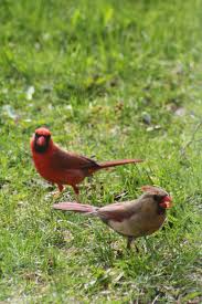 Birds With Redheads In Ohio Male Female Cardinals Cardinal Birds Pet Birds Wild Birds