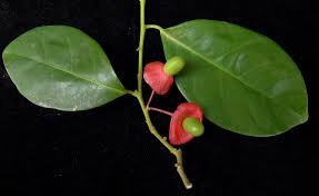 Image result for Heisteria