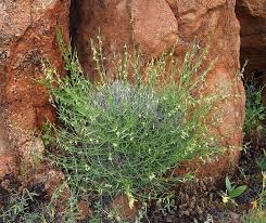 Image result for Afrohybanthus