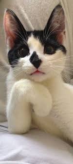Https Www Facebook Com Pg Dougmark Productions 1845310815736740 About Cute Cats Pretty Cats Beautiful Cats