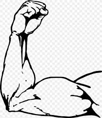 Biceps arm triceps brachii muscle brachialis muscle, robust muscle arm, physical fitness, fitness, cartoon arms png. Muscle Arms Muscle Arms Biceps Drawing Png 889x1024px Watercolor Cartoon Flower Frame Heart Download Free