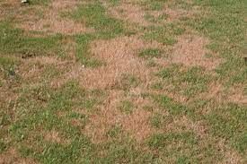 Summer Turf Blues Virginia Gardener Web Articles Dead Grass Seeding Lawn Planting Grass