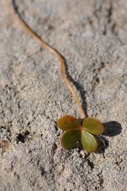 Image result for Marsilea aegyptiaca