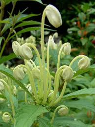 Image result for Clerodendrum incisum