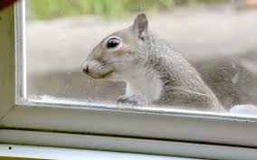 How can i keep squirrels out of the feeder? Diy Squirrel Feeders The Free Weekly