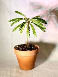 Image result for Biophytum