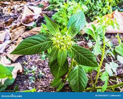 Image result for Euphorbia heterophylla