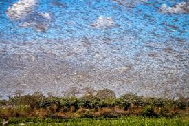 A nuvem de gafanhotos mais indecisa da história: está de novo ...