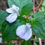 Image result for Justicia striata