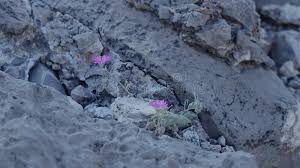 Maybe you would like to learn more about one of these? Flowers From Out Of Rocks El Paso Tx September 30 2019 Stock Image Image Of Paso Flowers 160085931