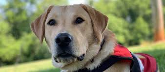 How To Spot A Fake Service Dog Highland Canine Professional Dog Training Solutions
