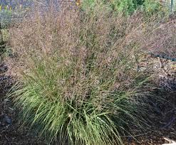 Image result for Sporobolus ioclados