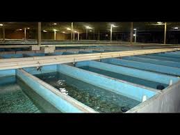Segrest Farms Breeding Facility And University Of Florida Aquaculture Lab Traveling The Fish Scene Fish Farming Fish Pool Aquaculture
