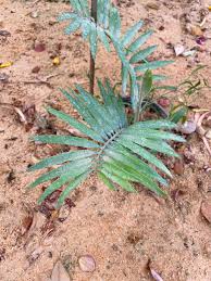 Image result for Encephalartos munchii