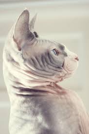 Pin By Henrique Osse On Sphynx Hairless Cat Sphynx Cat Sphinx Cat