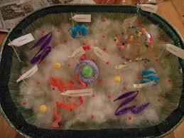 20 Plant Cell Model Ideas Your Students Find Them Interesting Plant Cell Model Animal Cell Project Plant And Animal Cells