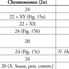 Image result for Coccinia senensis