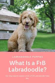 For pricing information, visit our prices page. What Does F1b Labradoodle Mean Complete Answer Oodle Life