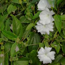 Image result for Thunbergia laborans