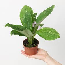 Image result for Kaempferia