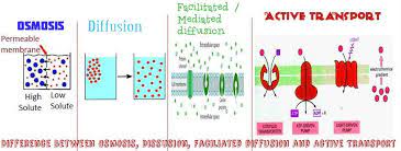 Difference Between Osmosis Diffusion Facilitated Diffusion And Active Transport Plasma Membrane Facilitated Diffusion Special Education Lesson Plans