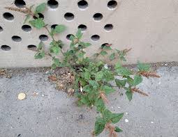 Image result for Amaranthus deflexus