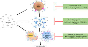 Xolair ® (omalizumab) for subcutaneous use is an injectable prescription medicine used to treat moderate to severe persistent asthma in people 6 years of age and older whose asthma symptoms are not well controlled with asthma medicines called inhaled corticosteroids. Anti Ige Therapy For Ige Mediated Allergic Diseases From Neutralizing Ige Antibodies To Eliminating Ige B Cells Clinical And Translational Allergy Full Text