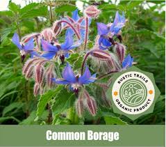 Image result for Borago officinalis