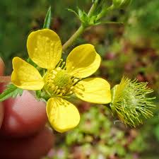 Image result for Eriosema pentaphyllum