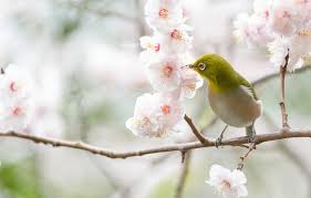 White flowering trees in spring in iowa. Wallpaper Flowers Branches Cherry Bird Branch Spring Sakura White Flowering Japanese White Eye Images For Desktop Section Zhivotnye Download