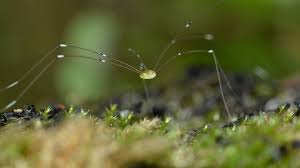Check spelling or type a new query. 15 Fascinating Facts About Daddy Longlegs Mental Floss