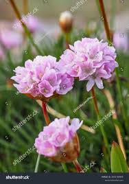 Image result for Disa welwitschii