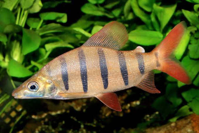 Longsnout distichodus • Distichodus lusosso • Fish sheet