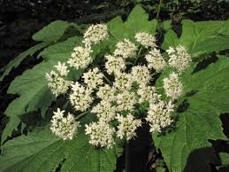 Image result for Heracleum