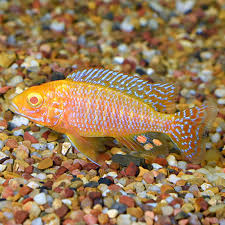 Fw Albino Peacock Cichlid Small