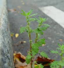 Image result for Gnidia chapmanii