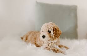 Goldendoodle trainer & vet referrals. Almond Blossom Doodles