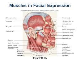 The muscular system consists of various types of muscle that each play a crucial role in the the muscular system's main function is to allow movement. Muscles Of The Head Neck And Face Ppt Muscles Of Facial Expression Muscles That Insert In The Dermis And Subcutaneous Tissues Tense The Skin Ppt Download