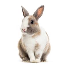 Image result for bunny
